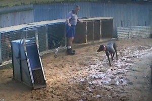 Pakai Umpan Hewan Hidup, Pelatih Anjing Aduan di Australia Dibui